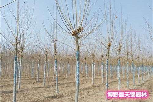 山东万绿园：法桐之乡的骄傲