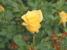 金徽章月季，花中的黄金使者