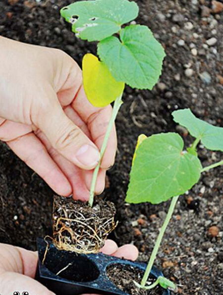 黄秋葵种植过程中,病害防治是关键环节