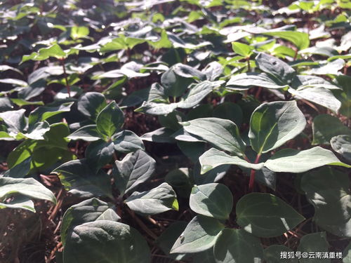 重楼种子育苗时间可不是随便的