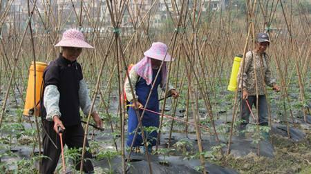玉树枝干腐烂，需及时救治以避免植株死亡