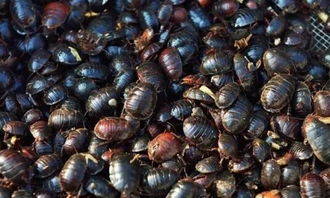 土元是一种昆虫，其食用价值及安全性如何