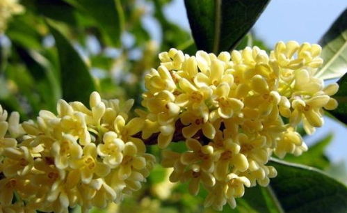 桂花室内养护指南中，桂花栽培环境解析有哪些关键要素需要注意