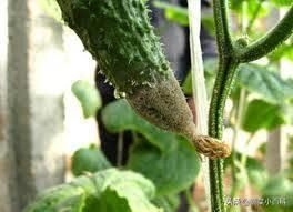 黄瓜灰霉病：那些让人头疼的症状
