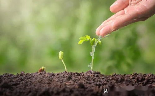 无微生物农药的奥秘：作物生长的秘密武器