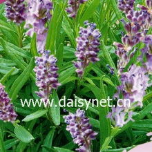 一斤450元，四季供应