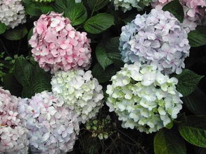 绣球花一年开几次花？原来不止一次