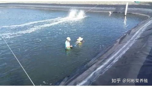 2015年，养虾市场前景如何