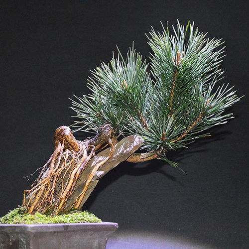 黑松造型，那可是个技术活儿！