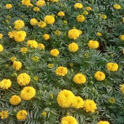 2023年万寿菊苗木价格行情：乱糟糟的预测