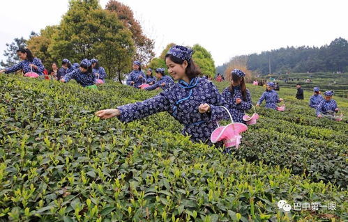 湖南林科院数据：10月下旬播种， 主根长度多15cm