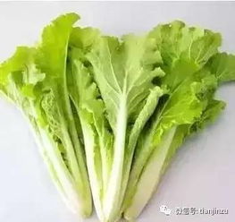 小白菜保鲜运输技巧，花卉保鲜必知！