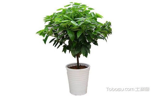 平安树真的适合摆客厅吗？