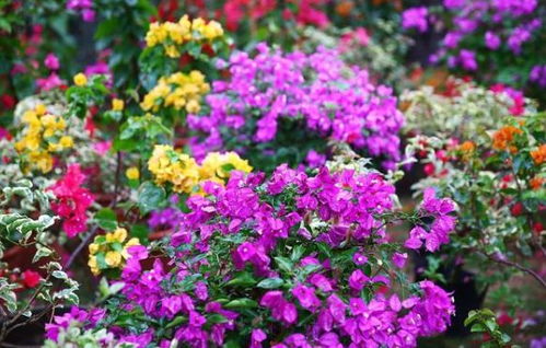 花卉大全， 了解花卉背后的故事