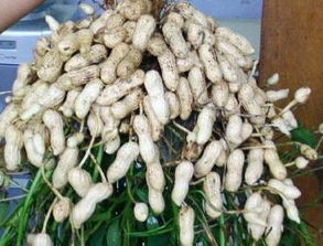 山药种植户的种植方法决定农药残留