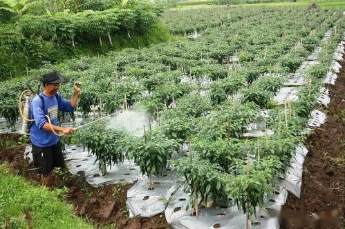 有机磷农药的中毒机理