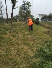 除草：美丽背后的秘密