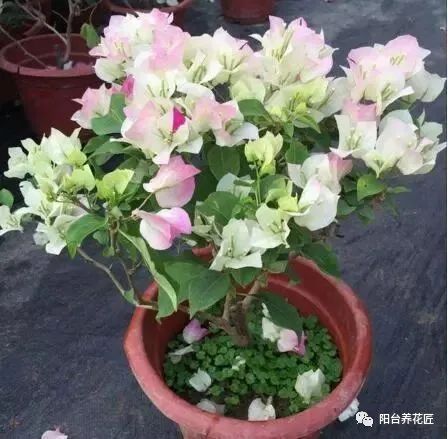 养护小贴士， 让你的三角梅四季常青