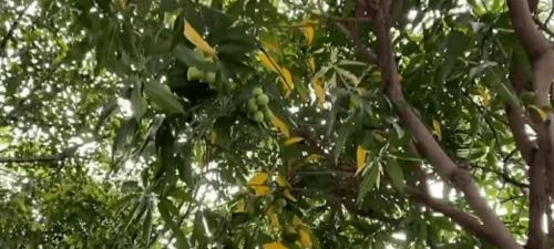 绿化芒果树，为什么不Neng吃？