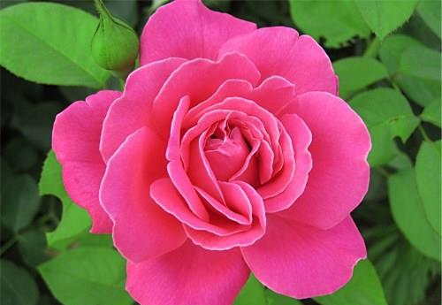 月季花养护小贴士