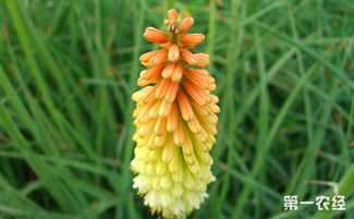 火炬花的养殖方法，你了解多少？