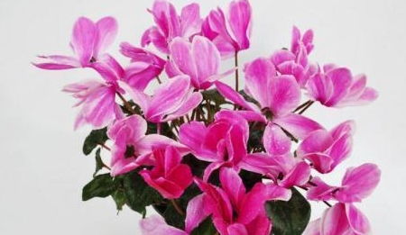 仙客来种子发芽时间及过程图，花卉种植必备！