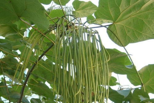 梓树种子采收小记