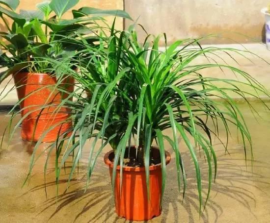 40种常见花卉养殖方法大盘点