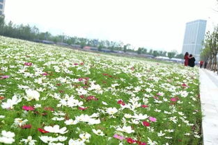 花海中的甜蜜事业