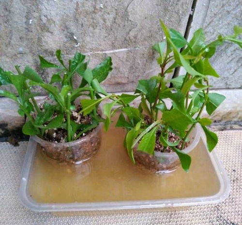 蓝雪花扦插成功的关键是什么？如何提高成功率