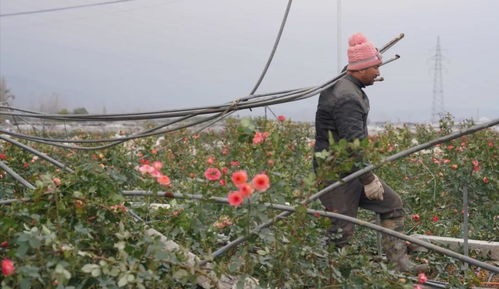 花卉秋收冬售策略，提升价值最大化！