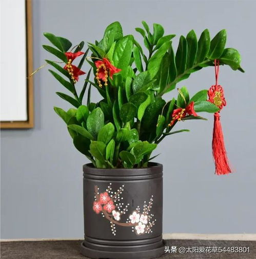 平安树：寓意平平安安，旺宅招财