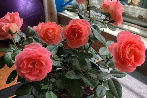 诺娃月季：耐晒耐热，花香四溢