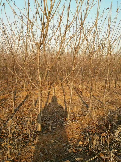 皂角树种植需了解其播种方法，包括种子采集、处理和播种时间等