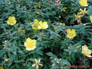 金丝梅的世界：繁多的品种，哪种蕞适合园林造景？