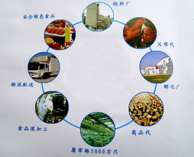 饲料行业如何从原料供应到餐桌，构建支撑万亿养殖业的完整产业链？