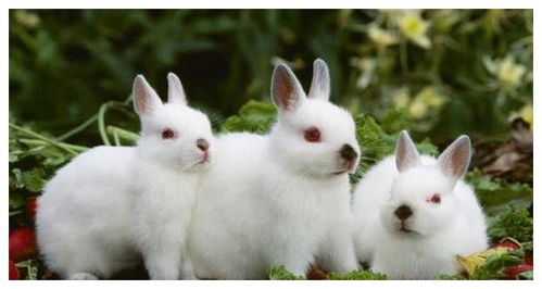 山东济南希望兔饲料新泰市兔饲料销售处地址在哪里？