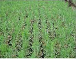 金华苗木基地的价格与销售