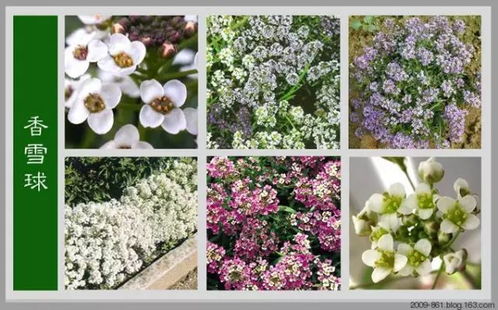 紫藤花的雄蕊类型