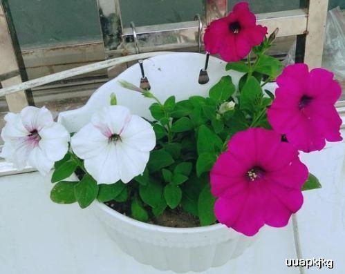 夏天种植，这些耐高温花卉不Neng错过