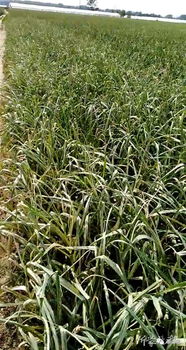 多种除草剂，你选哪个？