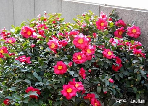 耐阴花卉， 夏日里的清凉使者