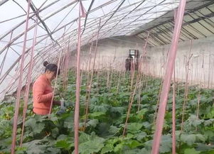 水肥管理， 不Neng马虎