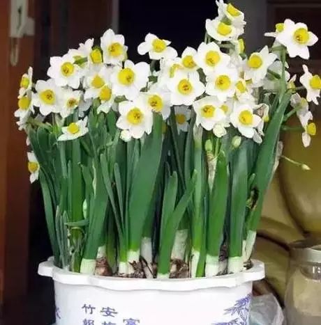 4. 酢浆草：生命力旺盛的小精灵