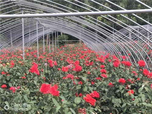 产业是脱贫之基、 强乡之本、致富之源