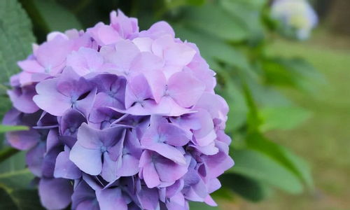 绣球花不开花怎么办？如何调整养殖方法让花朵绽放