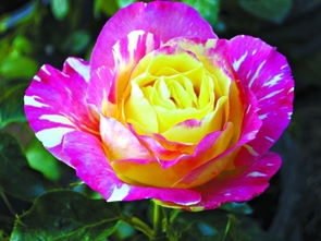 天津月季美景真的刷爆朋友圈了吗？