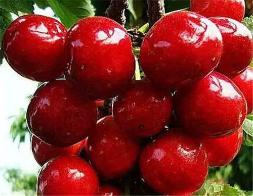 气候适应性：选择合适的品种