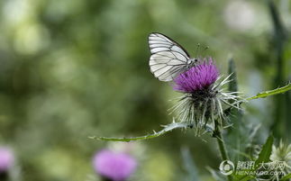 坡顶上的花海， 蝴蝶蜜蜂的乐园