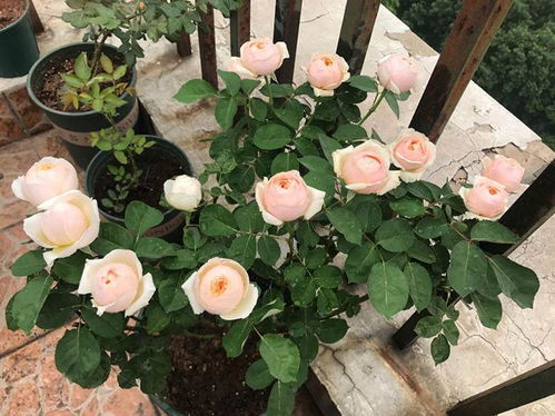 生肥、 浓肥水不可给花用